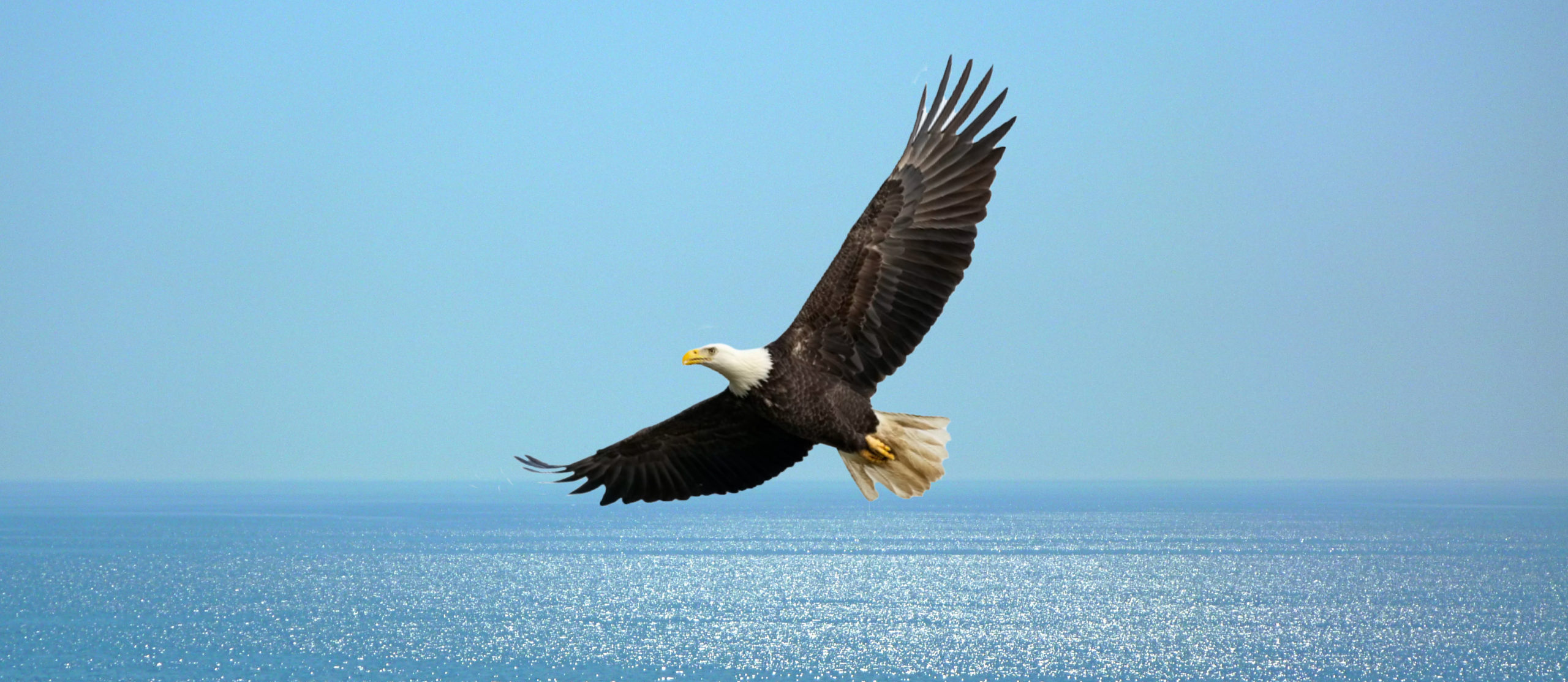 Summer Quest 2026 - Mit den Augen des Adlers